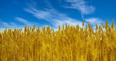 ウクライナ情勢で上がる穀物関連の株銘柄と相場見通し［最新］